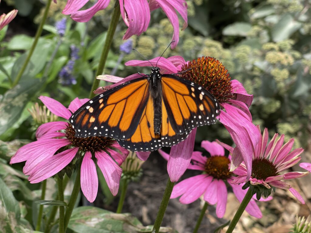 Orange monarch Butterfly on pink coneflowers