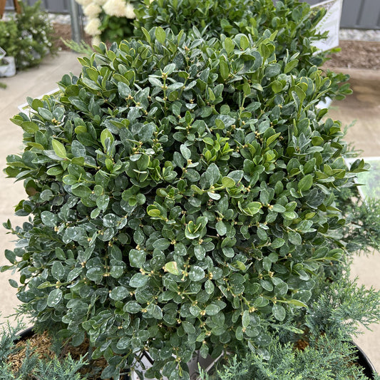 Neatball® Boxwood (Buxus) - Photo Property of Garden Crossings LLC