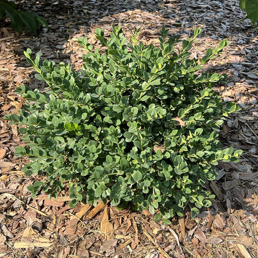 Neatball® Boxwood (Buxus) - Photo Property of Garden Crossings LLC
