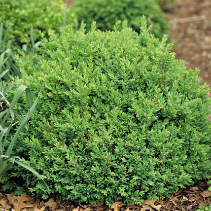 North Star® Boxwood (Buxus) - Photo Courtesy of Proven Winners, Inc.