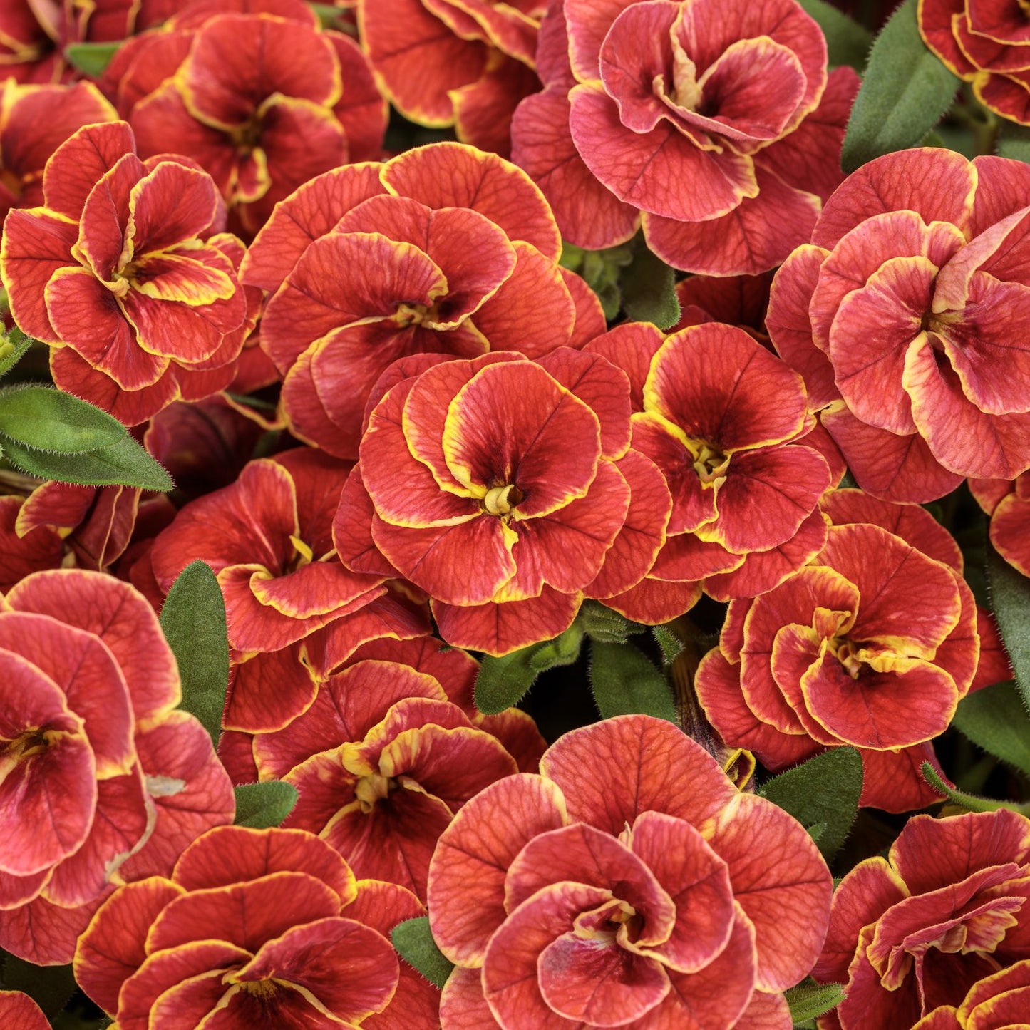 Superbells® Double Redstone™ Calibrachoa - Photo Courtesy of Proven Winners, Inc.