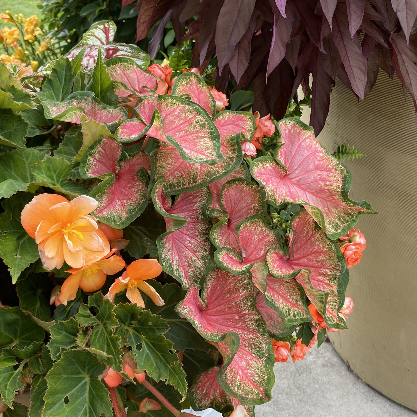 Heart to Heart® 'Chinook' Caladium - Photo Property of Garden Crossings LLC