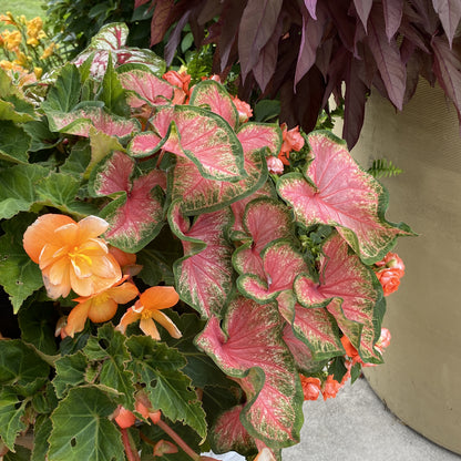 Heart to Heart® 'Chinook' Caladium - Photo Property of Garden Crossings LLC