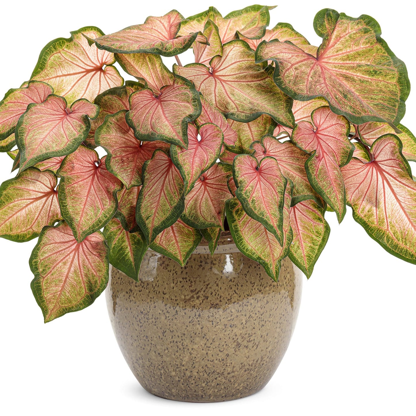 Heart to Heart® 'Chinook' Caladium - Photo Courtesy of Proven Winners, Inc.