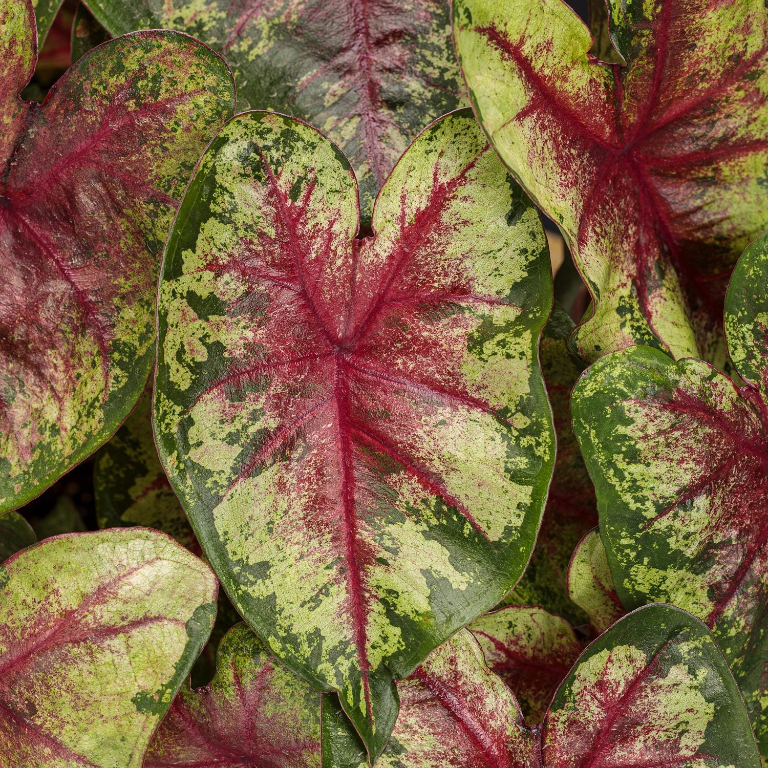Close up of Heart to Heart® 'Flatter Me' Caladium leaves, featuring light green leaves with dark green edges with a red veined center   - Photo Courtesy of Proven Winners, Inc.