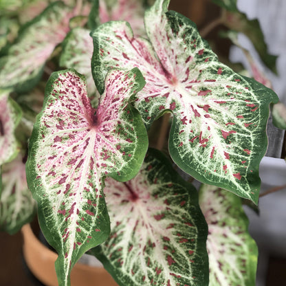 Heart to Heart® 'Heart and Soul' Caladium - Photo Property of Garden Crossings LLC