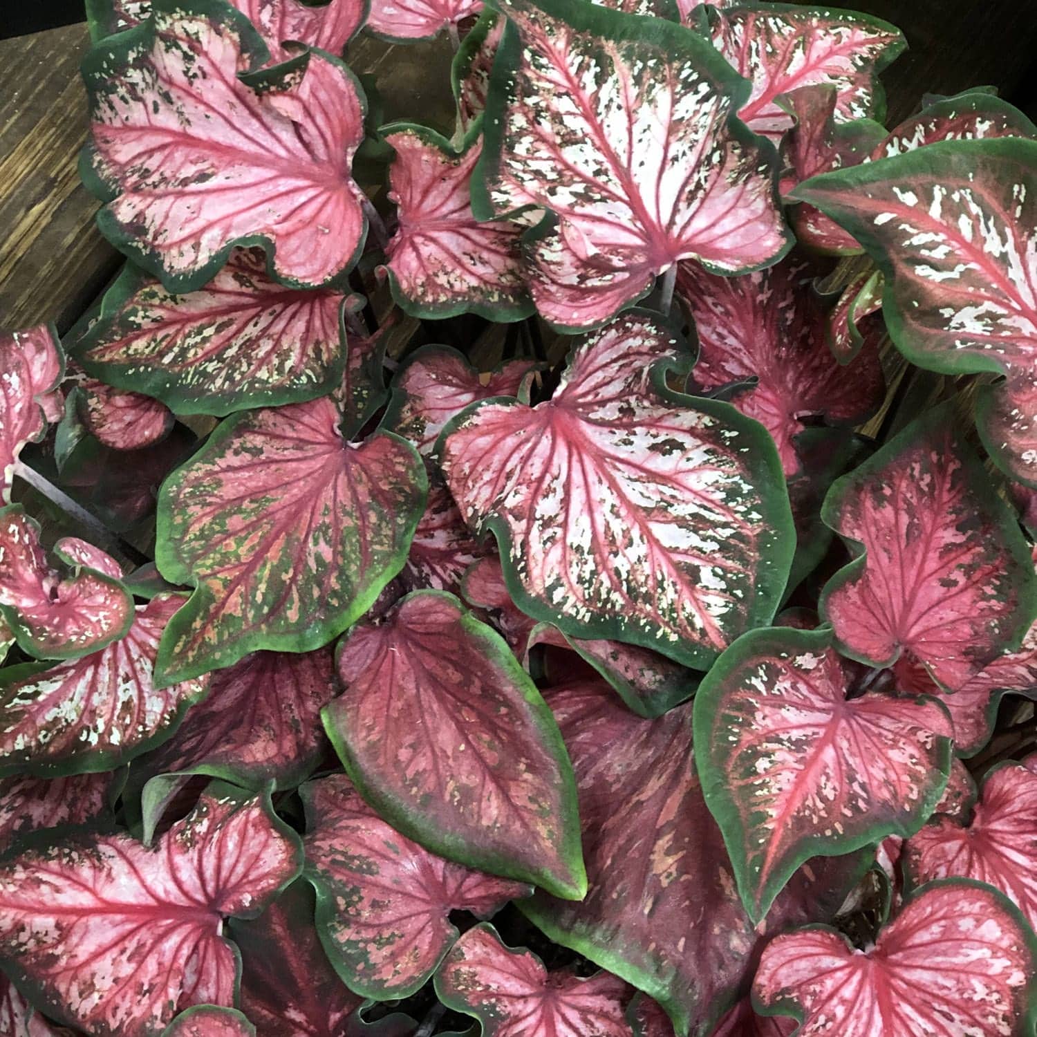Heart to Heart® 'Heart and Soul' Caladium - Photo Property of Garden Crossings LLC