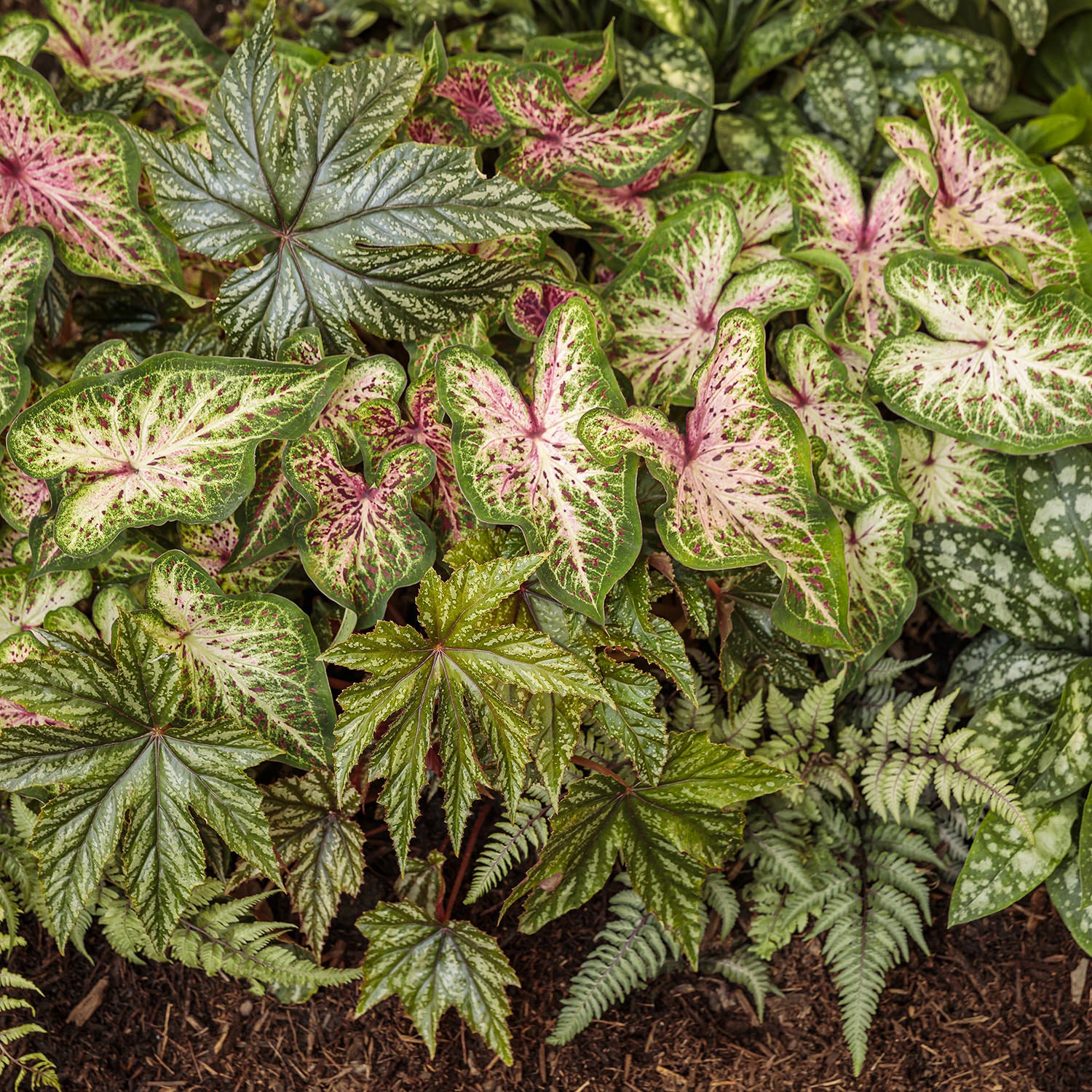 Heart to Heart® 'Heart and Soul' Caladium - Photo Courtesy of Proven Winners, Inc.