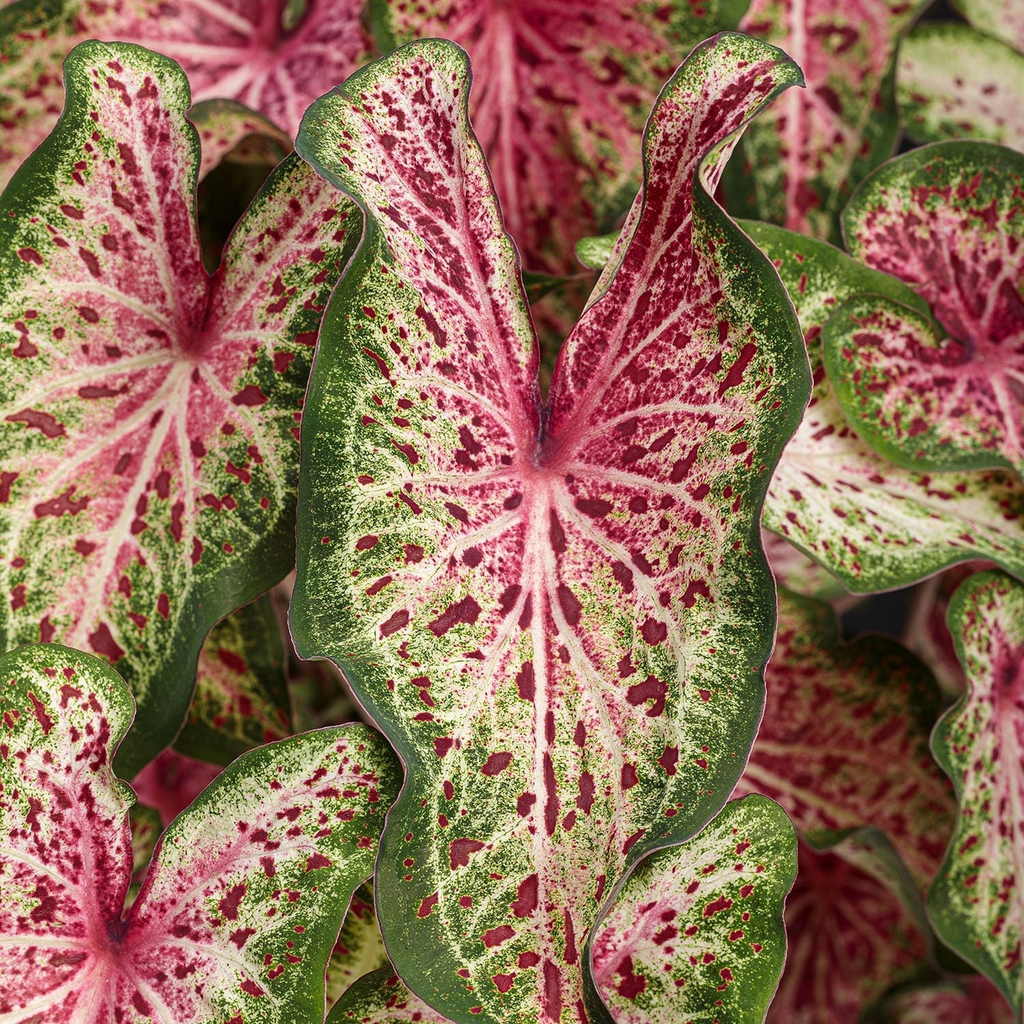Heart to Heart® 'Heart and Soul' Caladium - Photo Courtesy of Proven Winners, Inc.