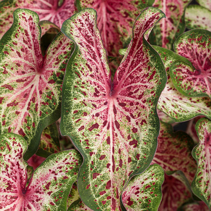 Heart to Heart® 'Heart and Soul' Caladium - Photo Courtesy of Proven Winners, Inc.