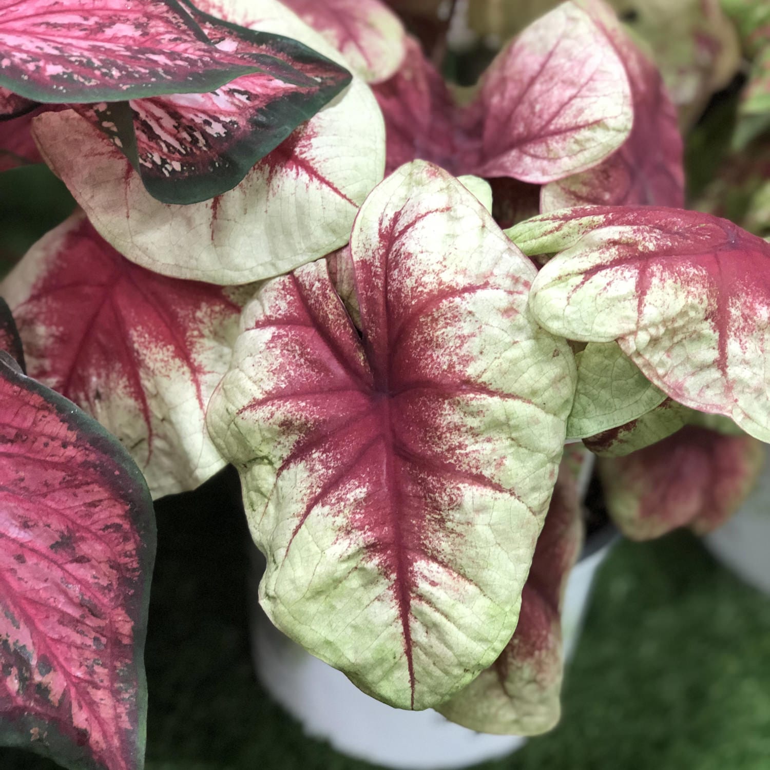 Heart to Heart® 'Lemon Blush' Caladium - Photo Property of Garden Crossings LLC