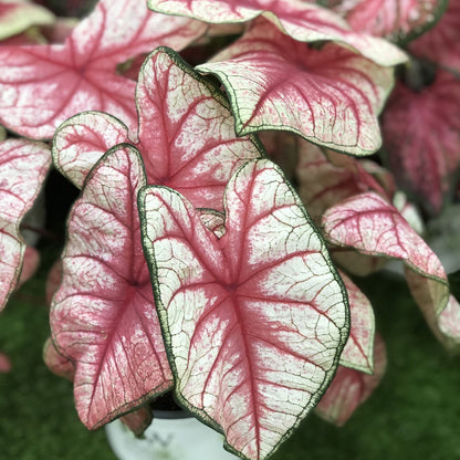 Heart to Heart® 'Radiance' Caladium - Photo Property of Garden Crossings LLC