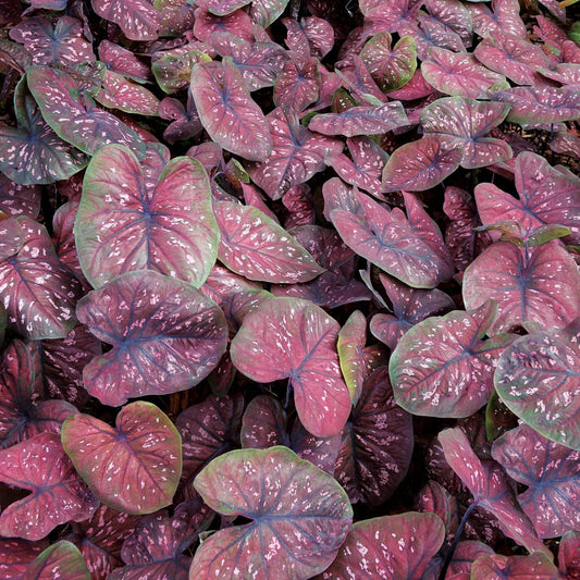 The Heart to Heart® 'Rain or Shine' Caladium boasts a dense cluster of heart-shaped leaves in vibrant pink and purple, adorned with white spots and green edges - Photo Courtesy of Proven Winners, Inc.