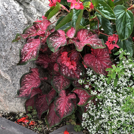 Heart to Heart® Scarlet Flame Caladium - Photo Property of Garden Crossings LLC