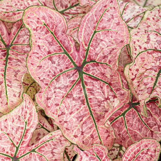 Heart to Heart® 'Splash of Wine' Caladium - Photo Courtesy of Proven Winners, Inc.