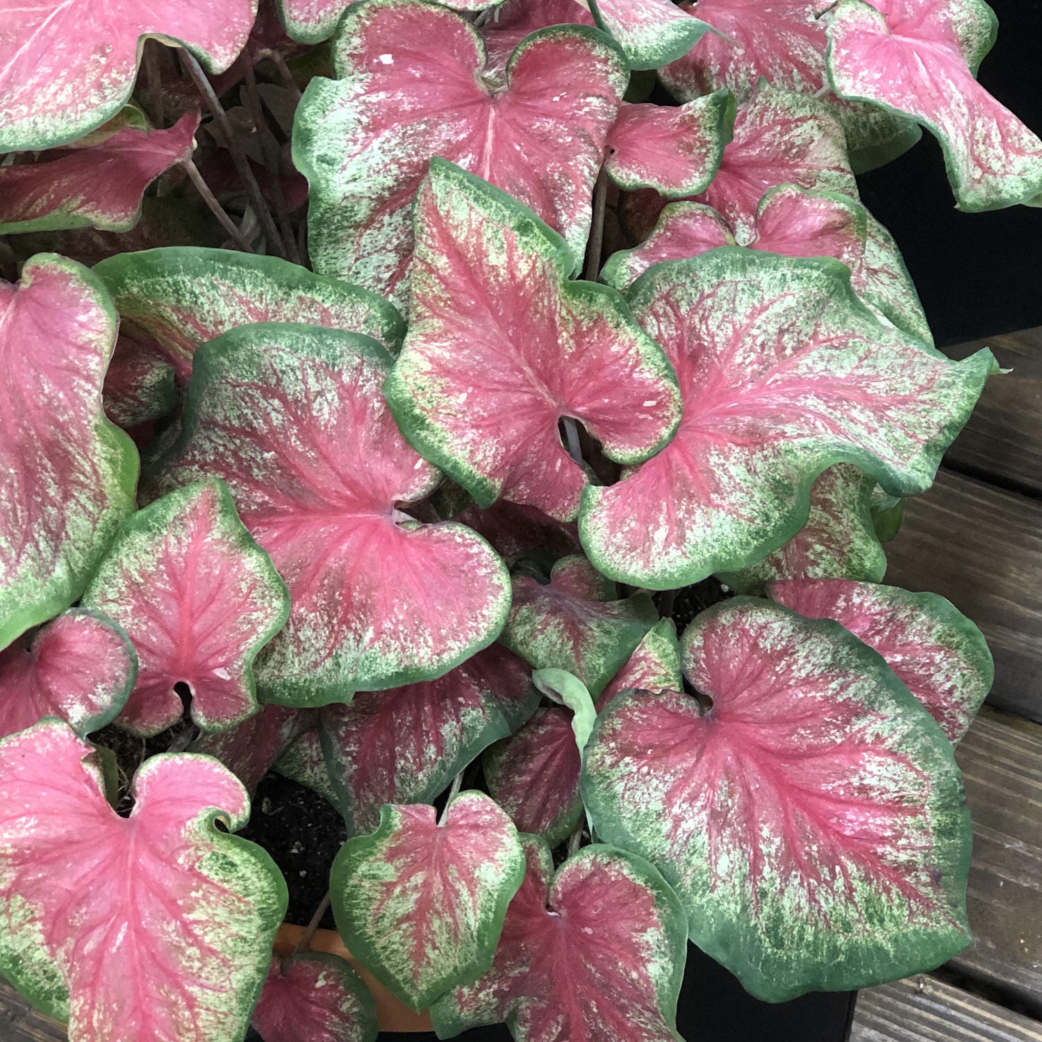 Heart to Heart® 'Tickle Me Pink' Caladium - Photo Property of Garden Crossings LLC