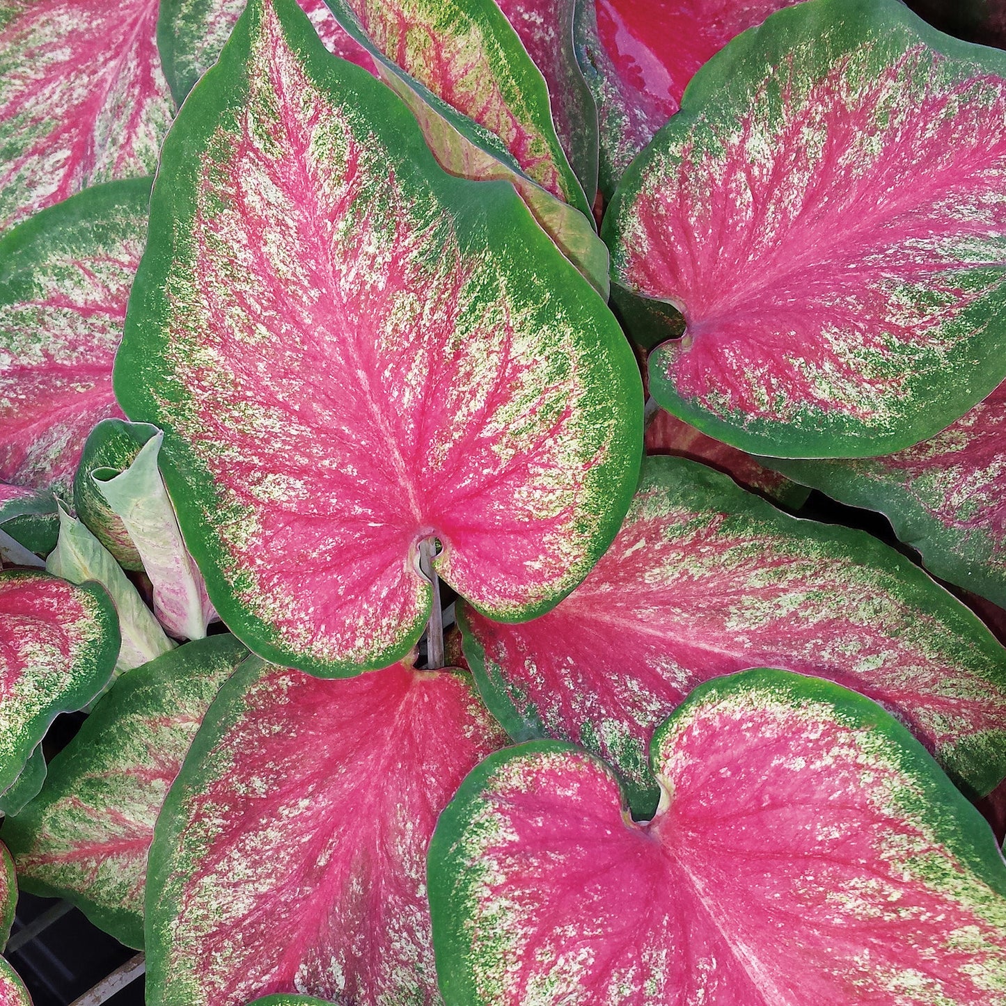 Heart to Heart® 'Tickle Me Pink' Caladium - Photo Courtesy of Proven Winners, Inc.