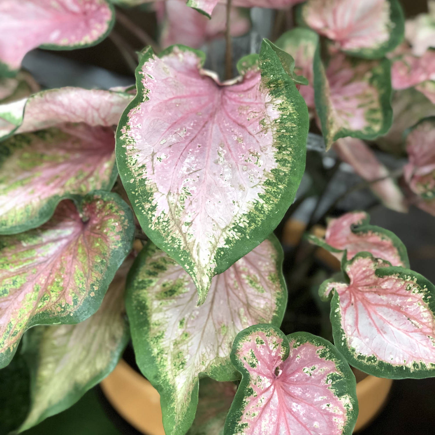 Heart to Heart® 'Va Va Violet' Caladium - Photo Property of Garden Crossings LLC
