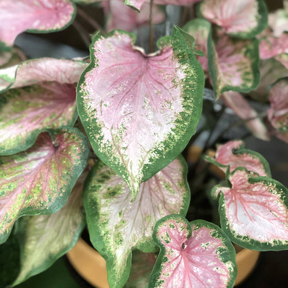Heart to Heart® 'Va Va Violet' Caladium - Photo Property of Garden Crossings LLC