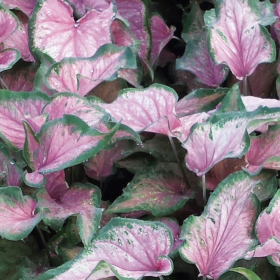 Heart to Heart® 'Va Va Violet' Caladium - Photo Courtesy of Proven Winners, Inc.
