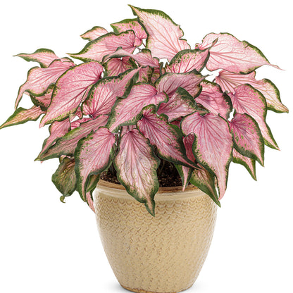 Heart to Heart® 'Va Va Violet' Caladium - Photo Courtesy of Proven Winners, Inc.