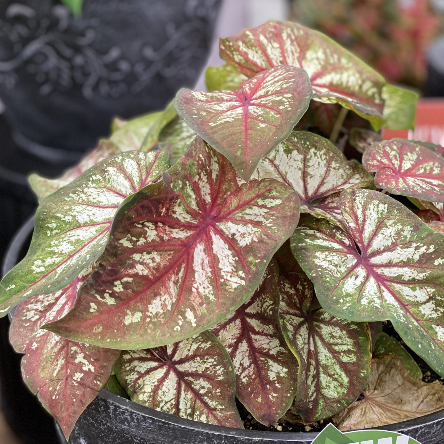Heart to Heart® 'Xplosion' Caladium - Photo Property of Garden Crossings LLC
