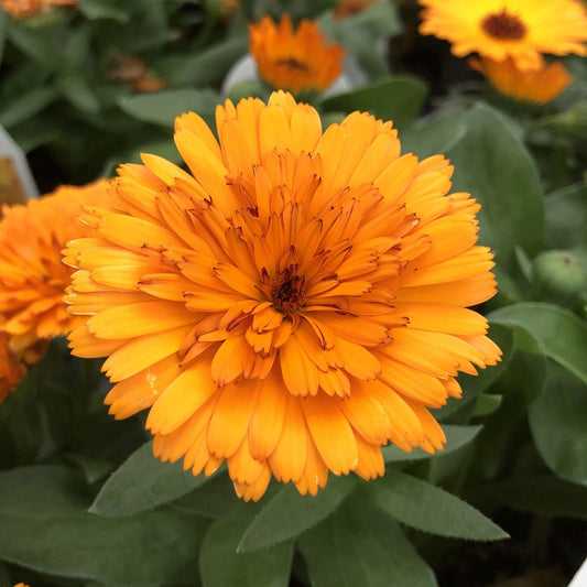 Lady Godiva™ Orange Calendula - Photo Property of Garden Crossings LLC