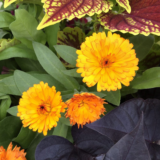 Lady Godiva™ Orange Calendula - Photo Property of Garden Crossings LLC