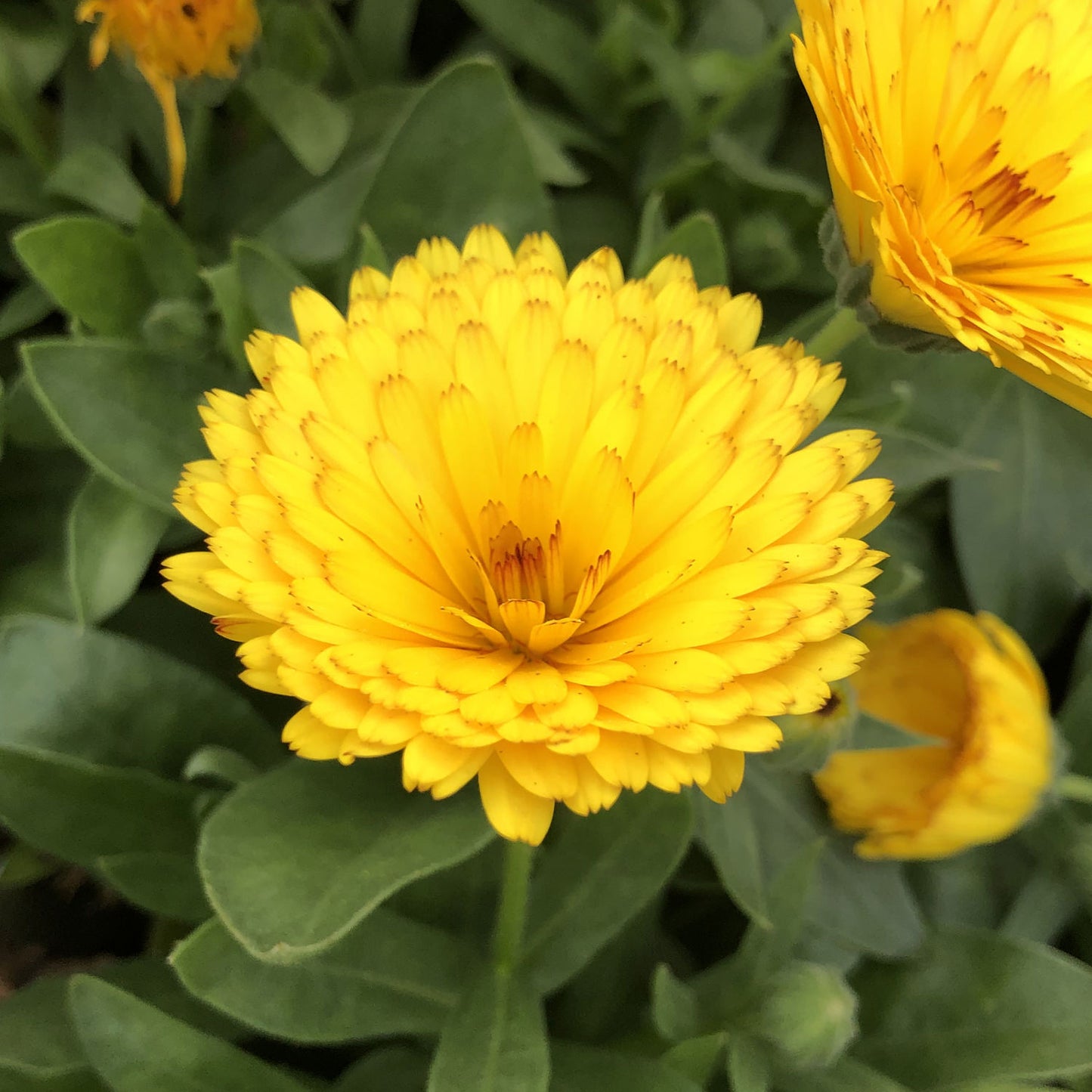 Lady Godiva™ Yellow Calendula - Photo Property of Garden Crossings LLC