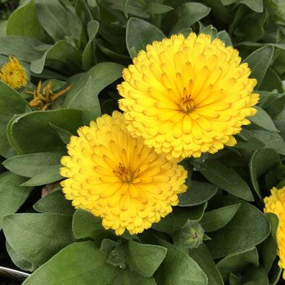 Lady Godiva™ Yellow Calendula - Photo Property of Garden Crossings LLC
