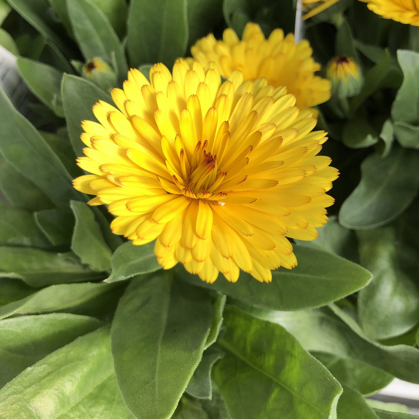Lady Godiva™ Yellow Calendula - Photo Property of Garden Crossings LLC