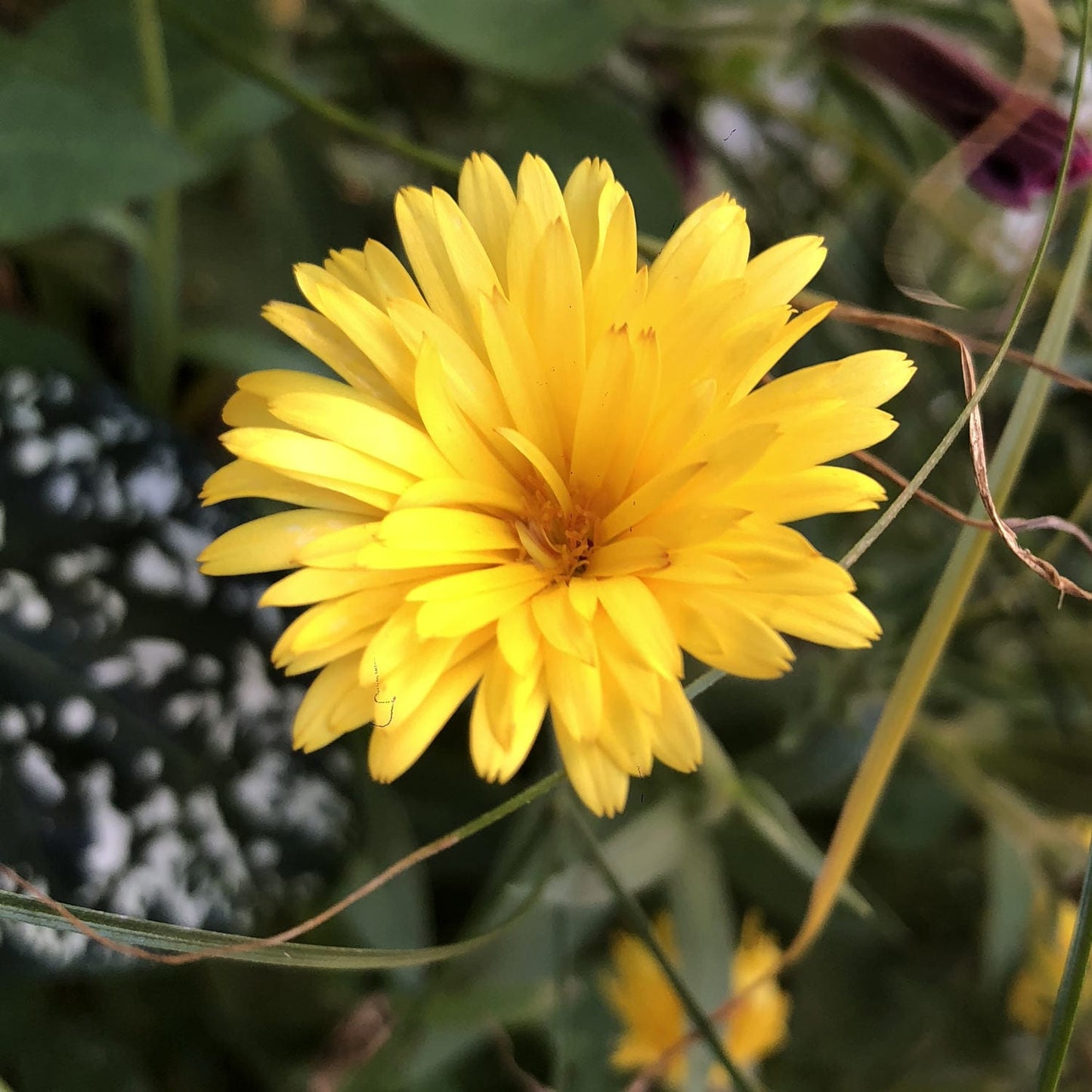 Lady Godiva™ Yellow Calendula - Photo Property of Garden Crossings LLC