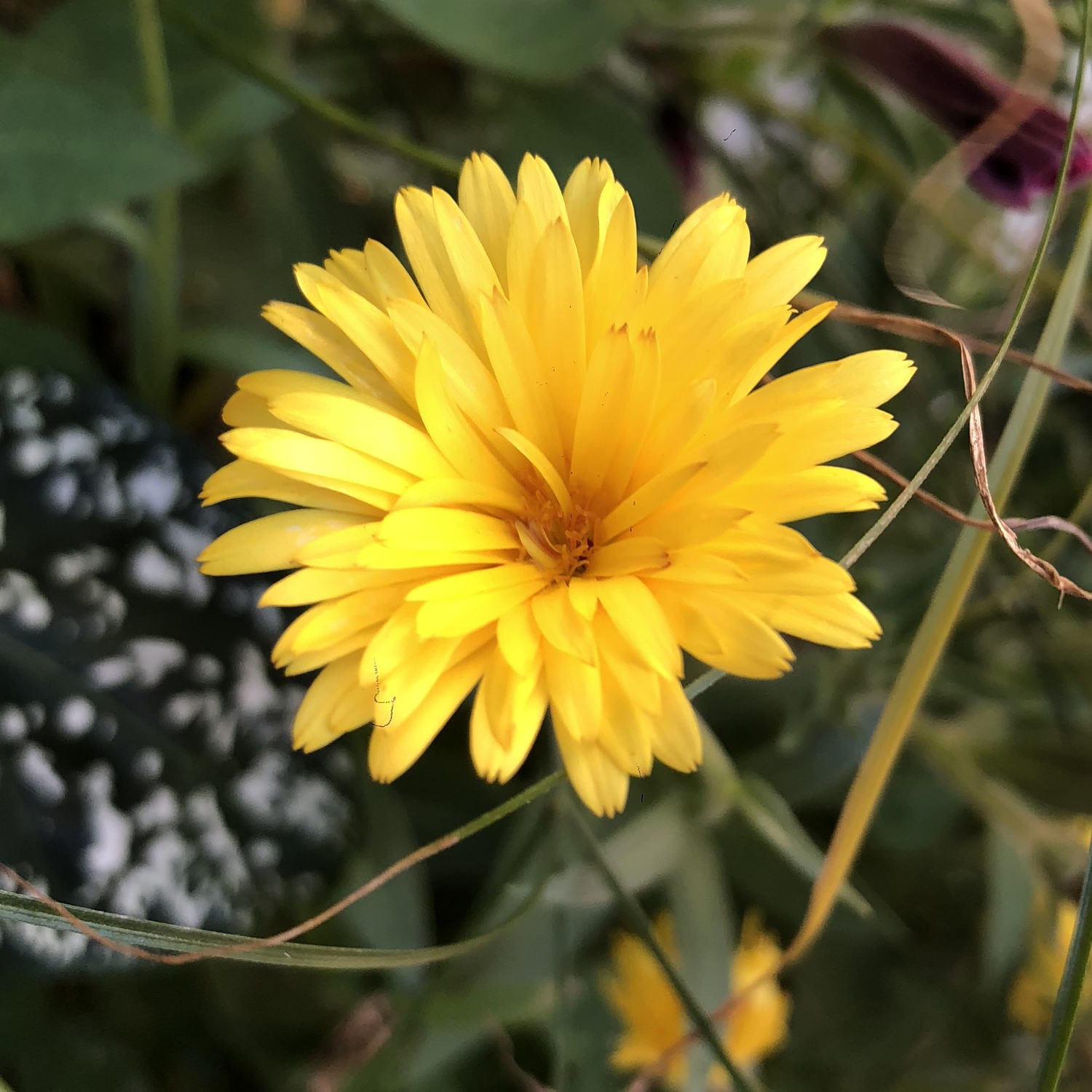 Lady Godiva™ Yellow Calendula - Photo Property of Garden Crossings LLC