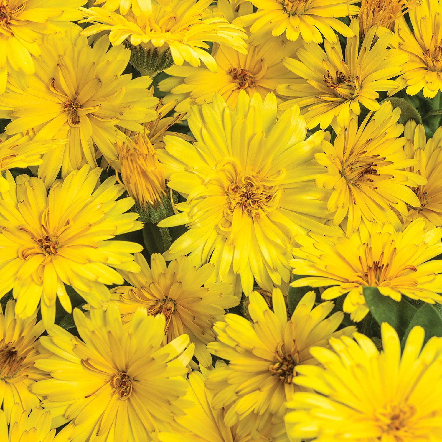 Lady Godiva™ Yellow Calendula - Photo Courtesy of Proven Winners, Inc.