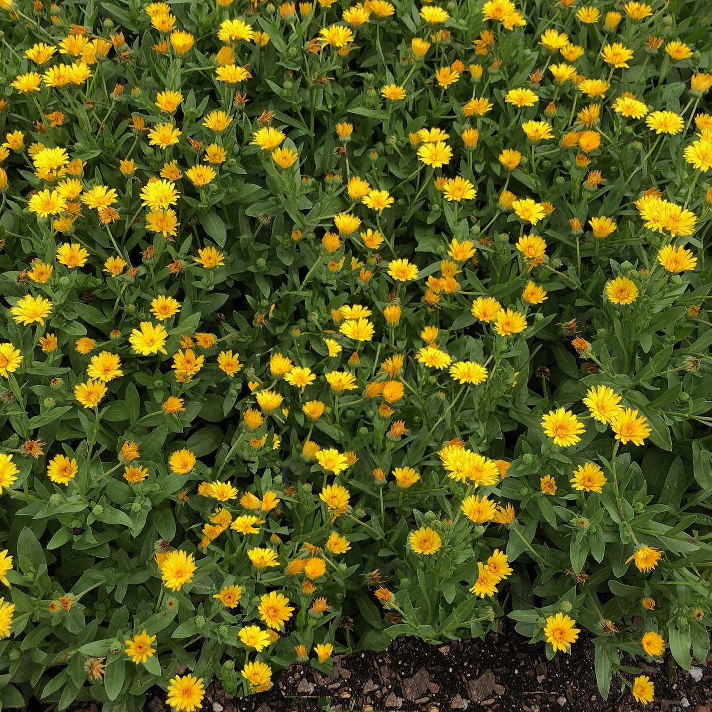Lady Godiva™ Yellow Calendula - Photo Courtesy of Proven Winners, Inc.