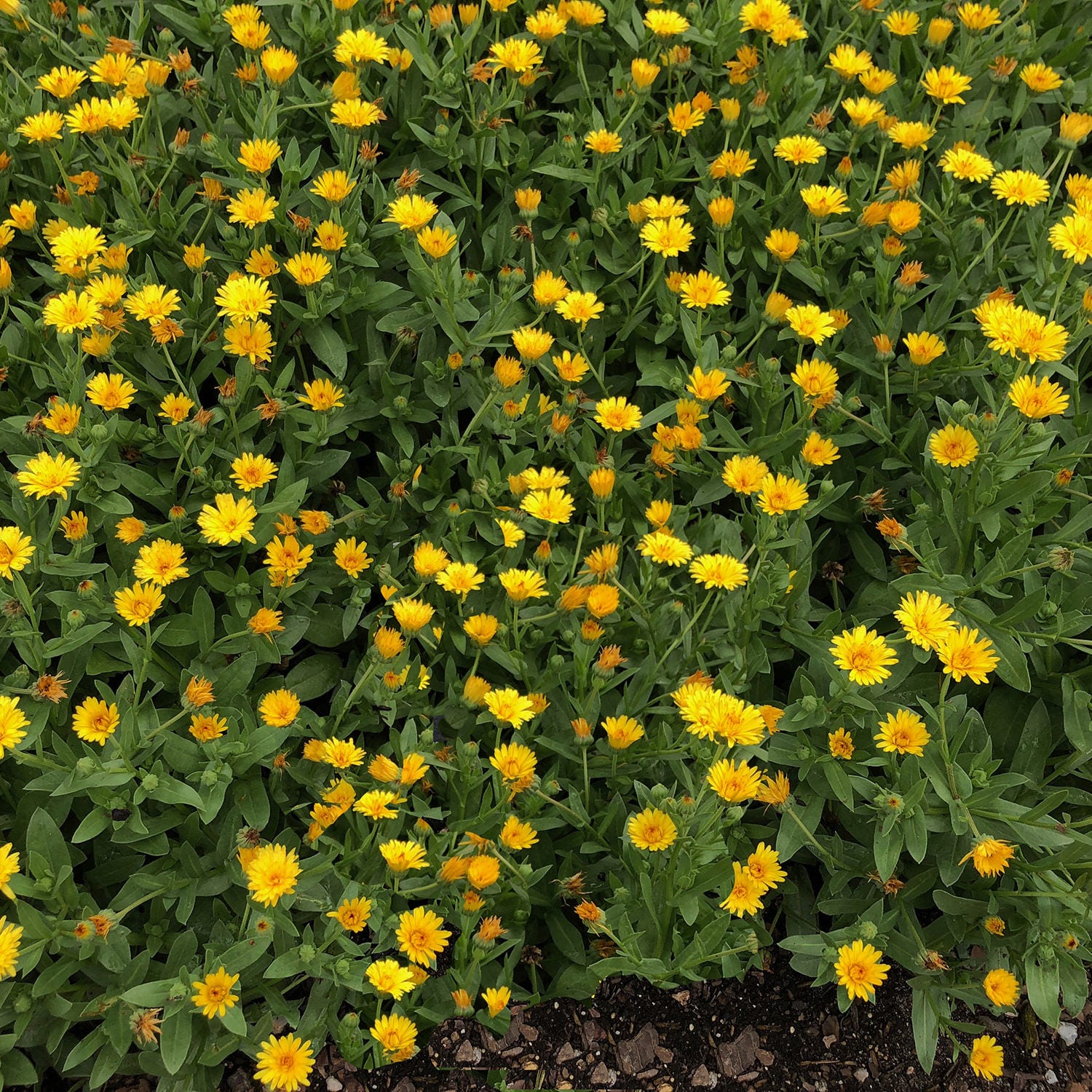 Lady Godiva™ Yellow Calendula - Photo Courtesy of Proven Winners, Inc.