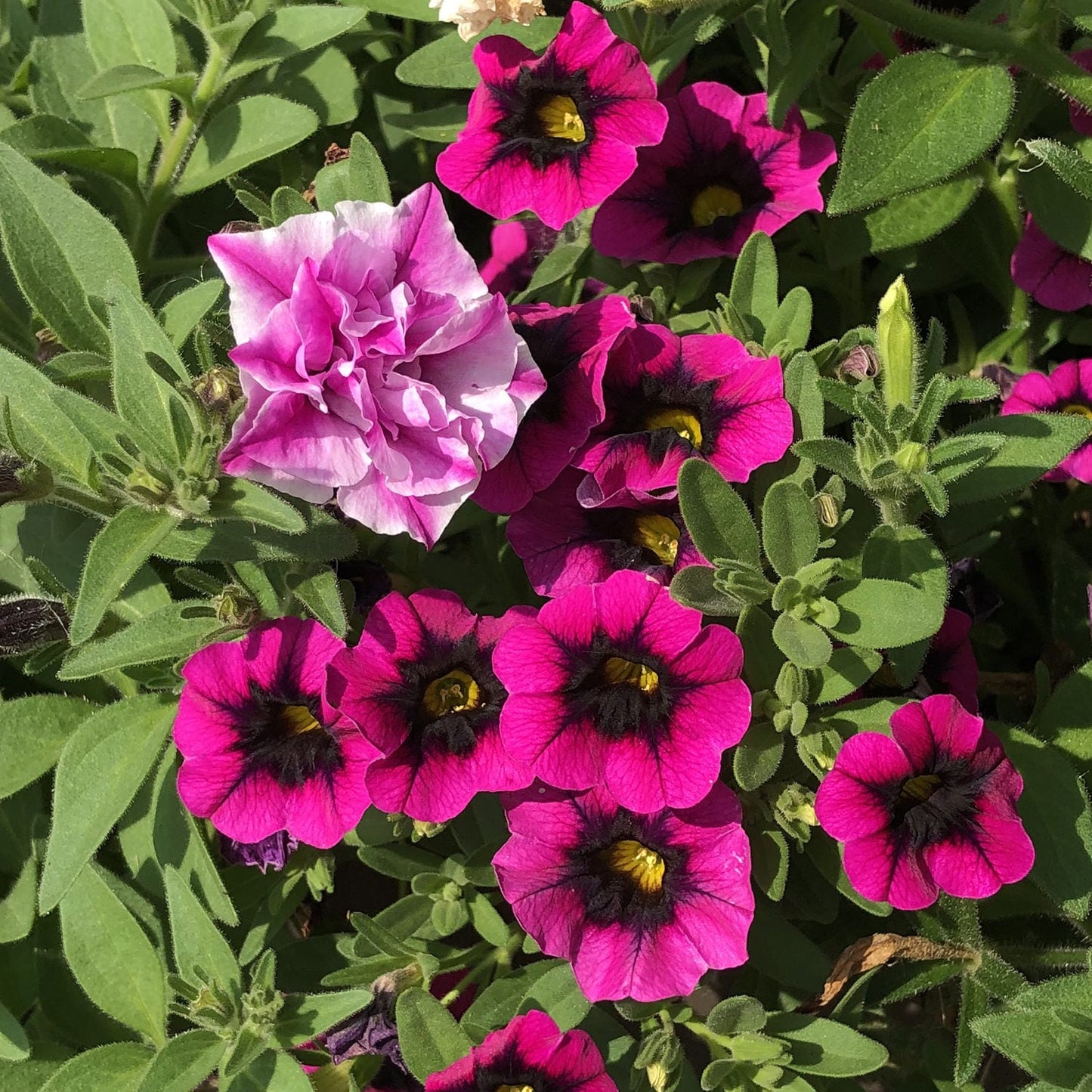 Superbells® Blackcurrant Punch™ Calibrachoa - Photo Property of Garden Crossings LLC
