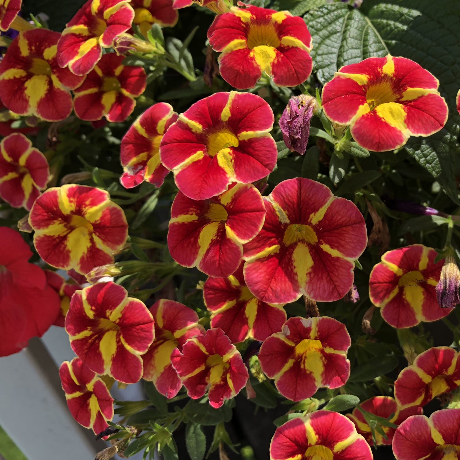 Superbells® Cardinal Star™ Calibrachoa - Photo Property of Garden Crossings LLC