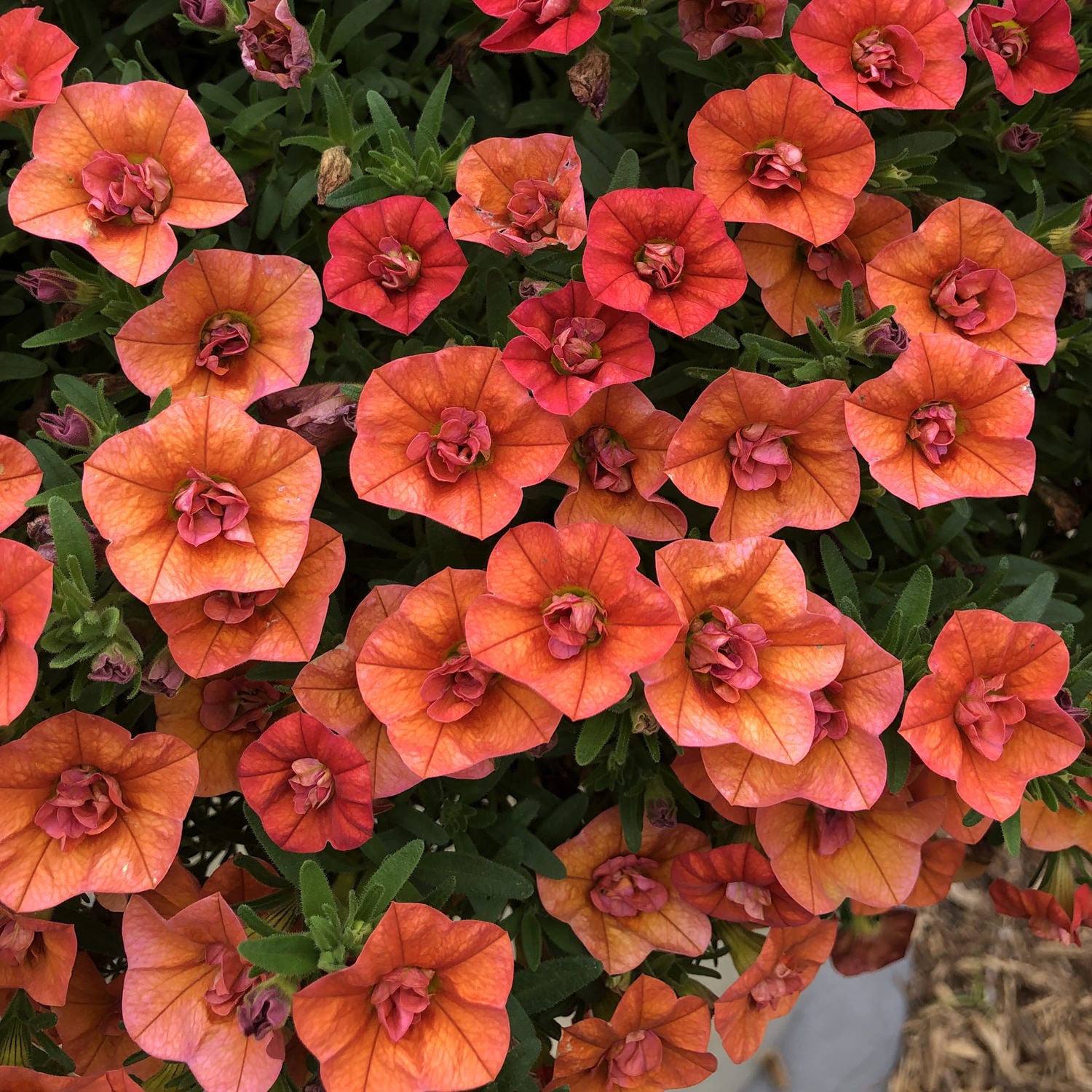 Superbells® Double Orange Calibrachoa display picture 3