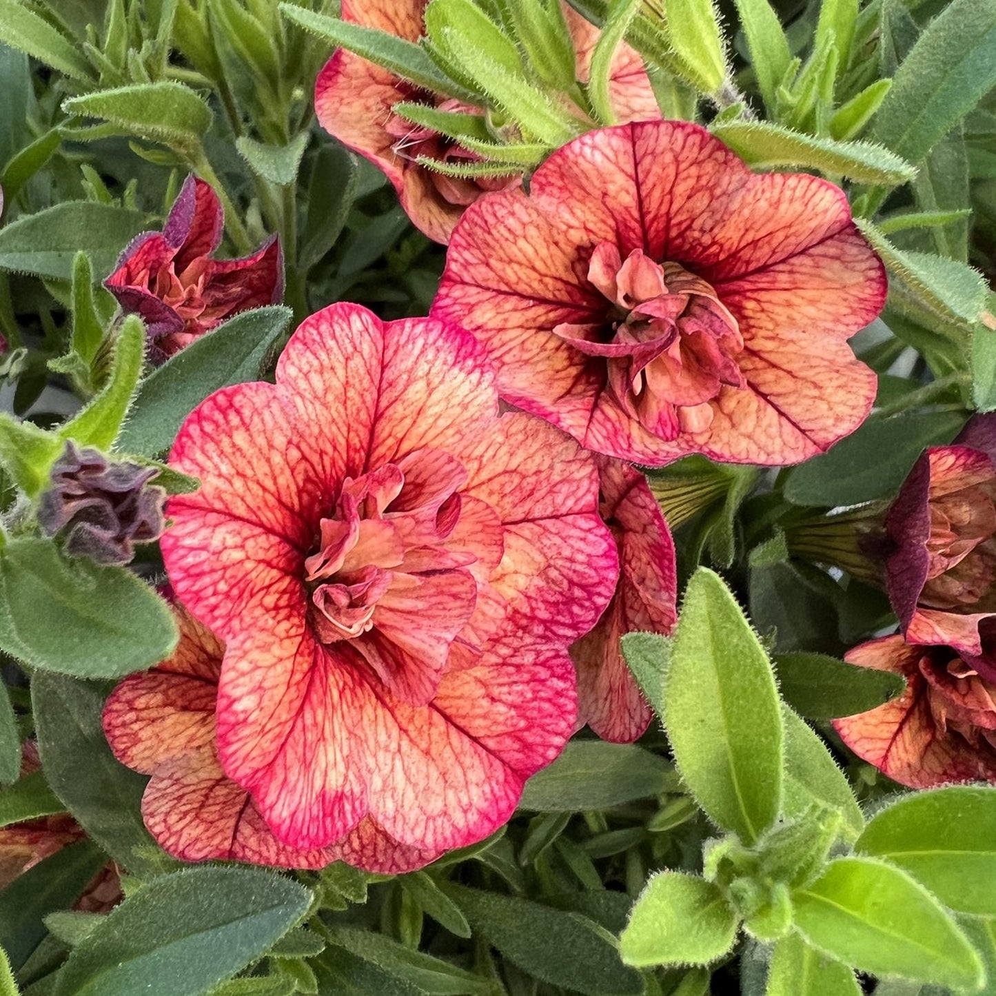 Two vibrant Superbells® Double Vintage Coral™ Calibrachoa flowers with deep red veins bloom among green leaves - Photo Property of Garden Crossings LLC