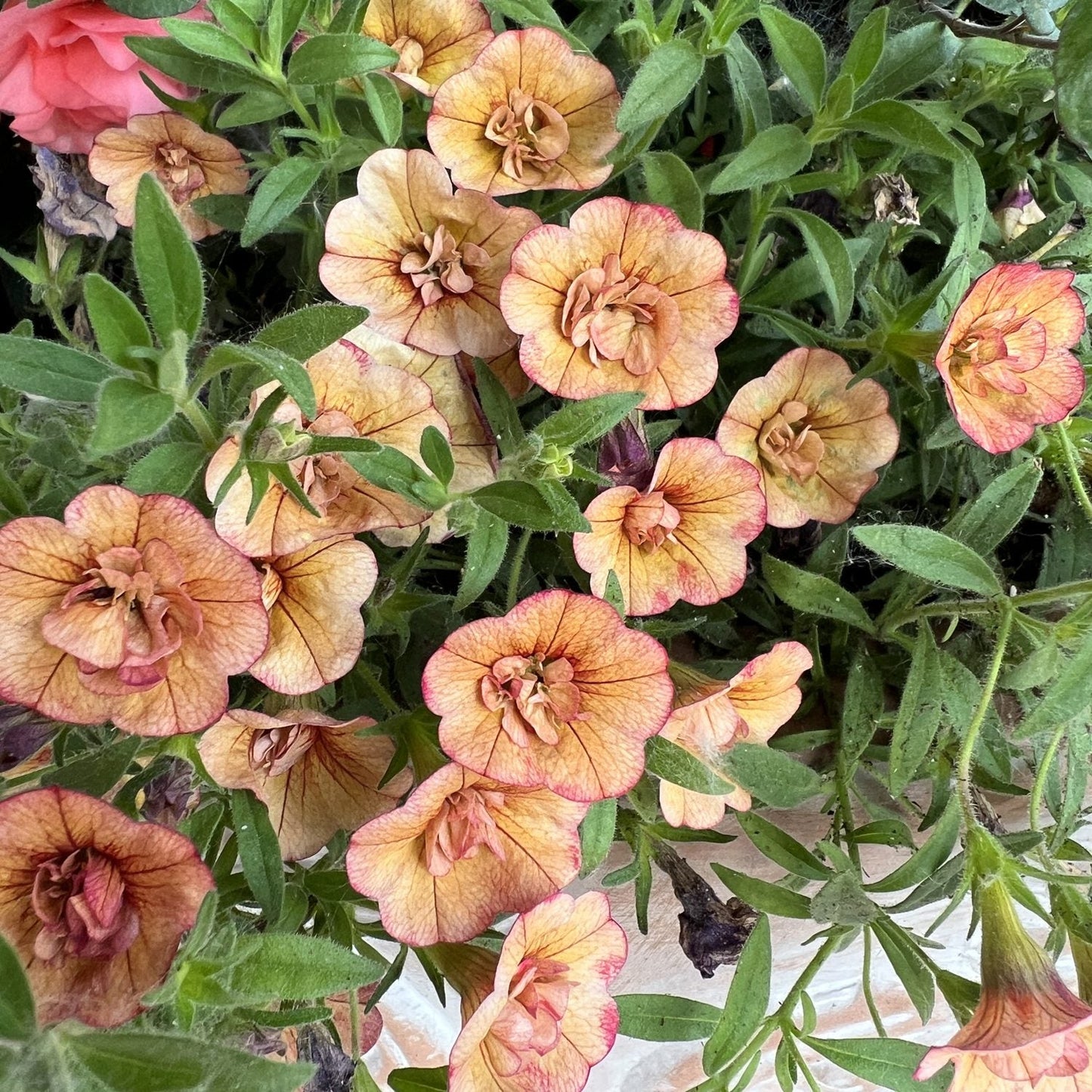 Superbells® Double Vintage Coral™ Calibrachoa features clusters of small, peach-colored double blooms with red veins and green leaves - Photo Property of Garden Crossings LLC