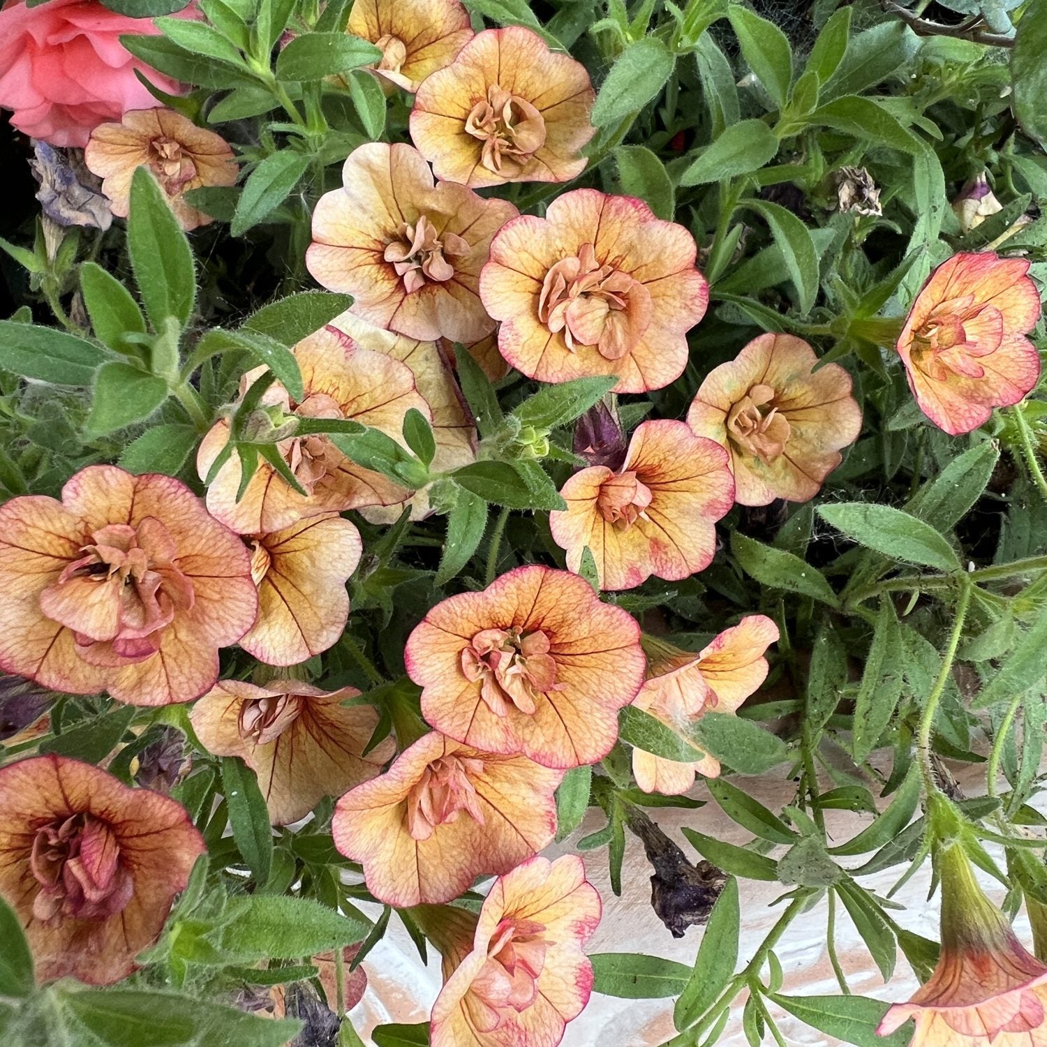 Superbells® Double Vintage Coral™ Calibrachoa features clusters of small, peach-colored double blooms with red veins and green leaves - Photo Property of Garden Crossings LLC