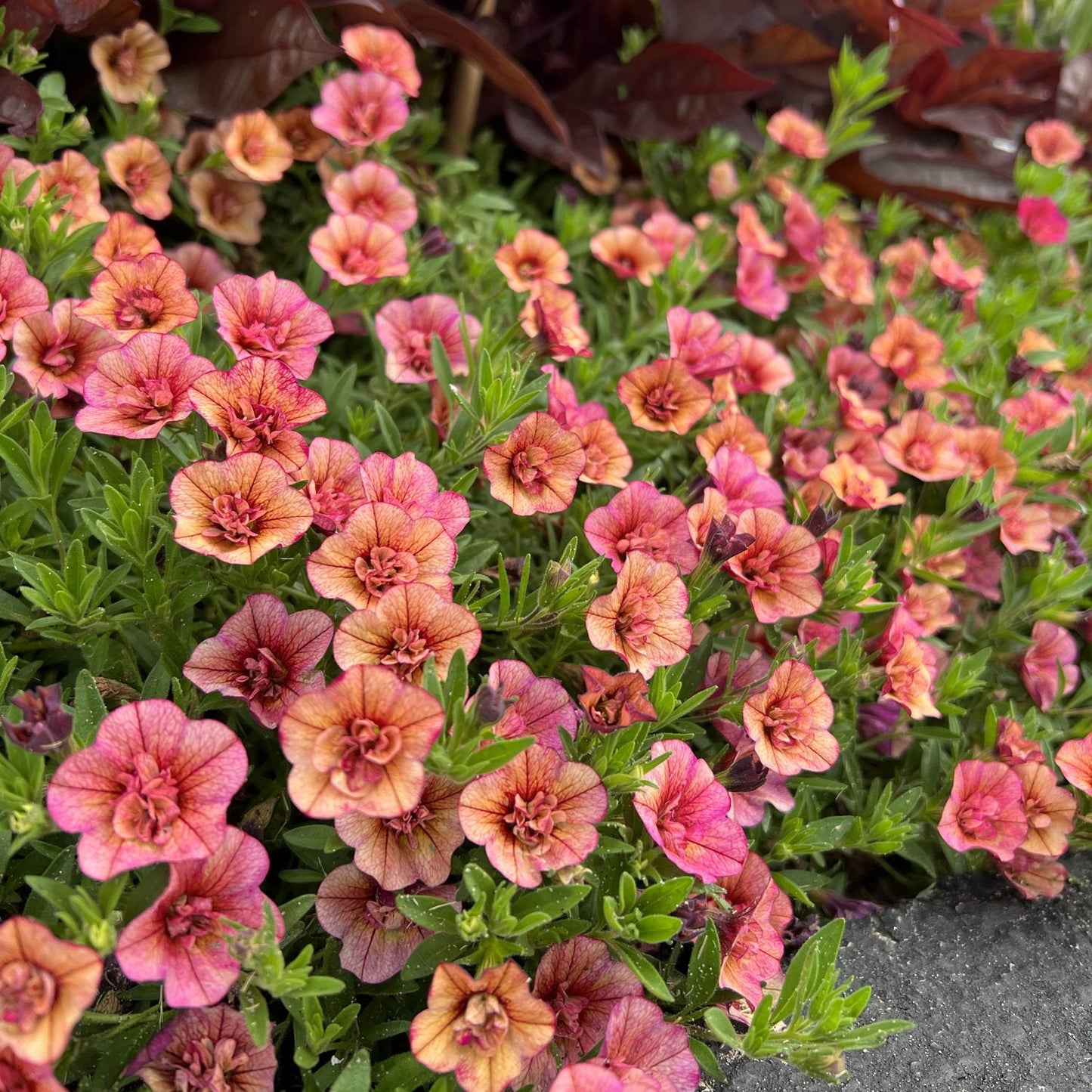 Superbells® Double Vintage Coral™ Calibrachoa produces clusters of small, ruffled pink and orange flowers on green foliage - Photo Property of Garden Crossings LLC
