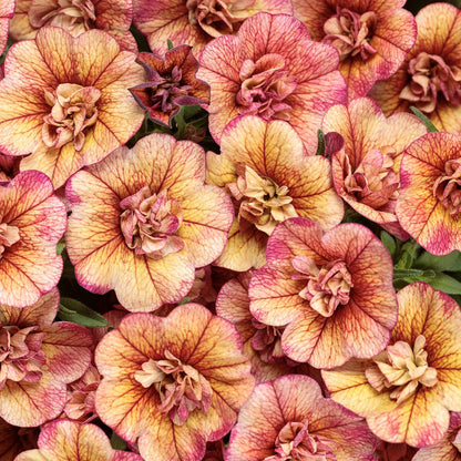 A close-up of Superbells® Double Vintage Coral™ Calibrachoa shows yellow-orange petals with pinkish-red edges densely clustered - Photo Courtesy of Proven Winners, Inc.