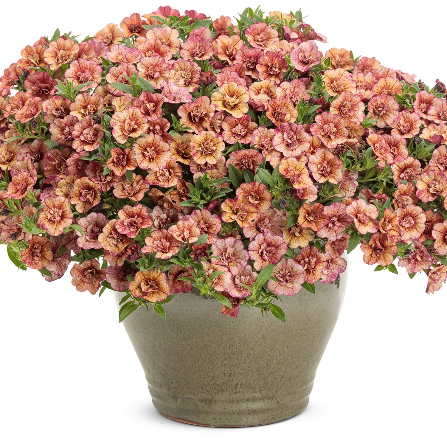A ceramic pot brims with Superbells® Double Vintage Coral™ Calibrachoa, flaunting ruffled, trumpet-shaped peach, pink, and yellow blooms amid green foliage - Photo Courtesy of Proven Winners, Inc. Decorative pot not included.