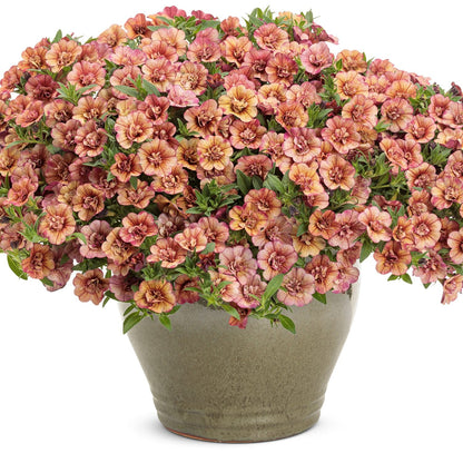 A ceramic pot brims with Superbells® Double Vintage Coral™ Calibrachoa, flaunting ruffled, trumpet-shaped peach, pink, and yellow blooms amid green foliage - Photo Courtesy of Proven Winners, Inc. Decorative pot not included.