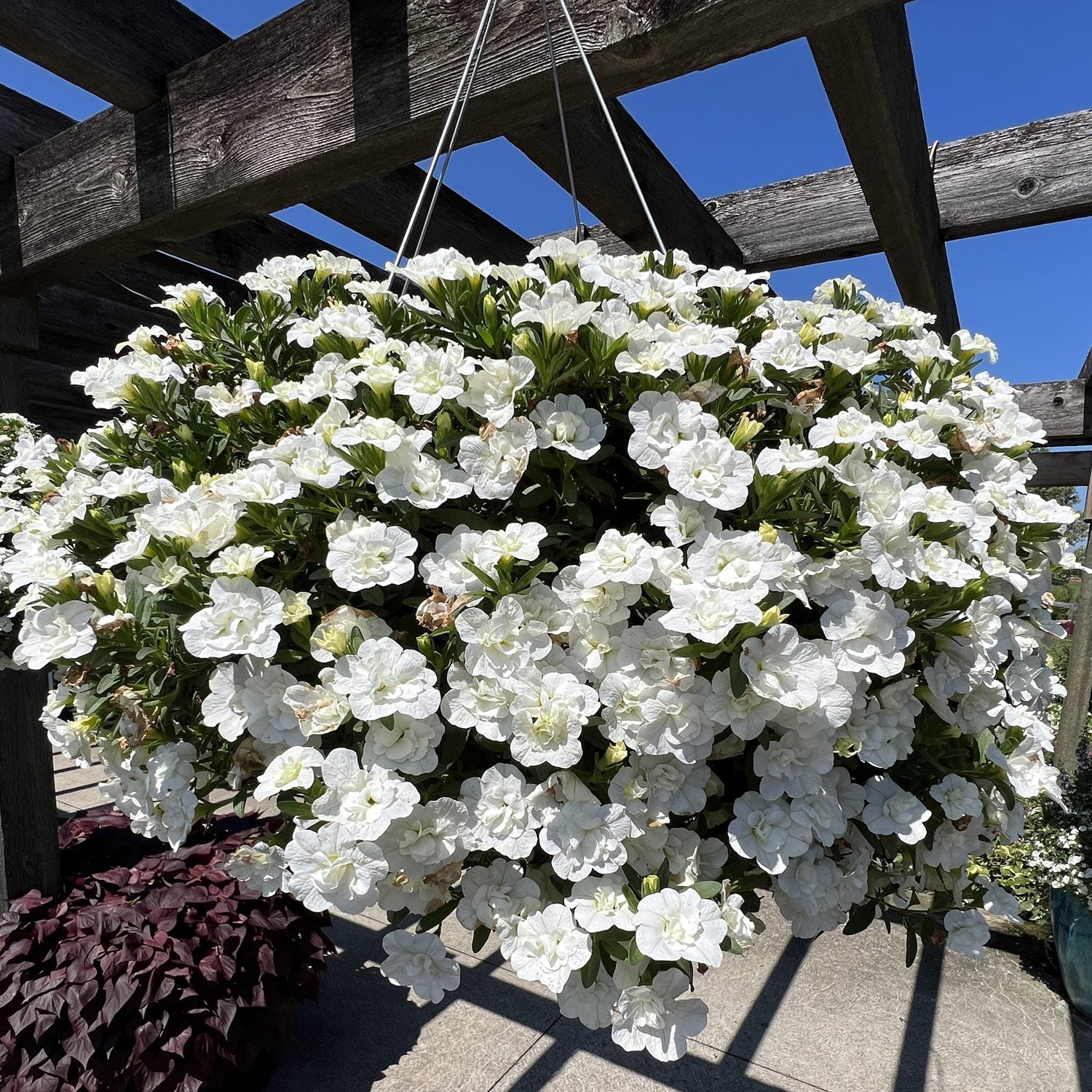 Superbells® Double White Calibrachoa