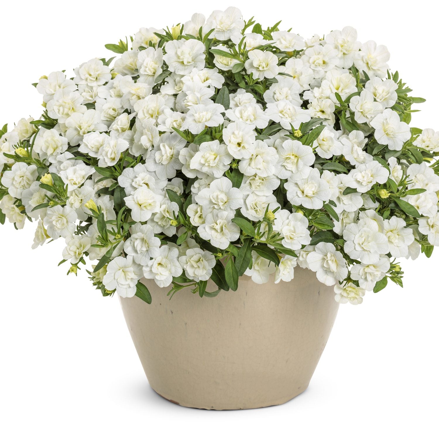 Superbells® Double White Calibrachoa - Photo Courtesy of Proven Winners, Inc.