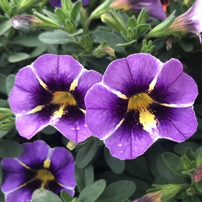 Two Superbells® Evening Star™ Calibrachoa flowers with yellow and dark purple centers are surrounded by green leaves. The petals have a soft texture, and water droplets can be seen on one lavender bloom - Photo Property of Garden Crossings LLC