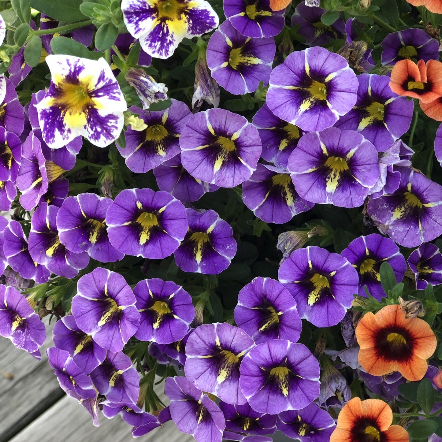 A cluster of vibrant Superbells® Evening Star™ Calibrachoa, mostly purple with yellow centers, is paired with orange blooms and a white-purple flower amid green leaves on a wooden background - Photo Property of Garden Crossings LLC
